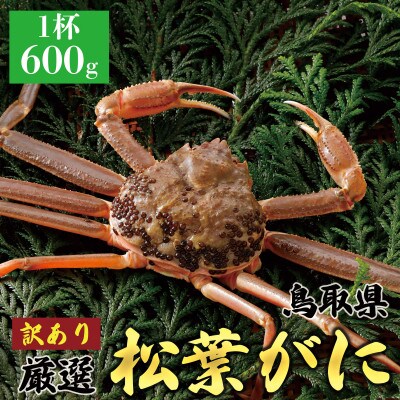 【活】 《訳あり》厳選松葉がに 1杯(600g×1杯)　2025年11月発送 N31_I