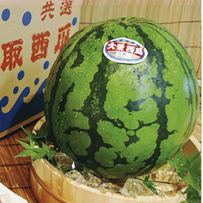 【先行予約】【JA】大栄西瓜『ドバイの太陽』 秀3L×1玉　2026年6月中旬頃～7月中旬頃順次発送