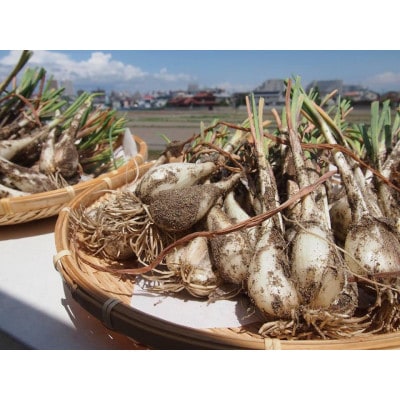 【先行予約】【JA】根付らっきょう　秀M・5kg箱　2026年5月中旬頃から6月中旬頃に順次発送