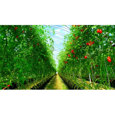 奄美産時計草(パッションフルーツ)約1Kg