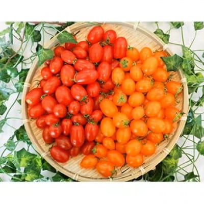 あまみ産おやつトマト「野生の証明」約400g×2パック