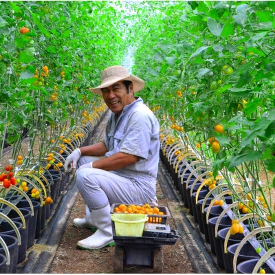 あまみ産おやつトマト「野生の証明」約400g×1パック