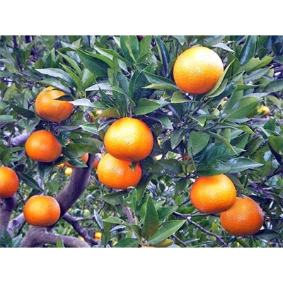 奄美産完熟たんかん5kg(M～2Lサイズ　25～40個入り)