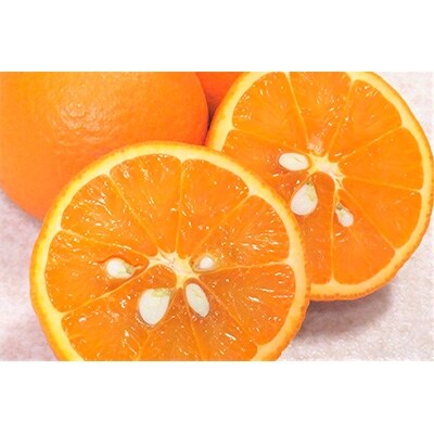 奄美のたんかん　家庭用　10kg(皮むき器・情報誌付き)