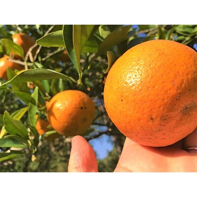 奄美のたんかん　贈答用　20kg(皮むき器・情報誌付き)