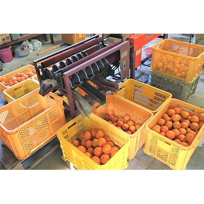 奄美のたんかん　贈答用　20kg(皮むき器・情報誌付き)