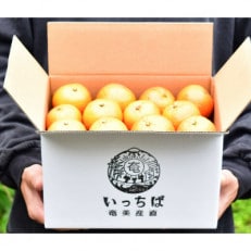 【光センサー】たんかんお試し用2.2kg(皮むき器・情報誌付) M~2Lサイズ