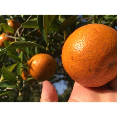 【光センサー】たんかんお試し用2.2kg(皮むき器・情報誌付) M～2Lサイズ