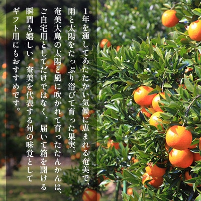 2026年産 奄美のたんかん　サイズミックス2.5kg (皮むき器・観光情報誌付)