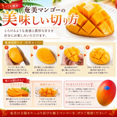 【2026年 観光雑誌付き】奄美産マンゴー 約1kg 秀品・美玉 とろける甘さの黄金果肉 樹上完熟