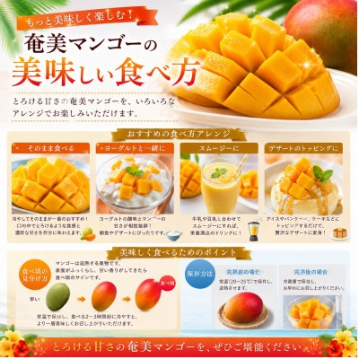 【2026年 観光雑誌付き】奄美産マンゴー 約1kg 秀品・美玉 とろける甘さの黄金果肉 樹上完熟