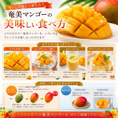 【2026年 観光雑誌付き】奄美産マンゴー 約2kg 優品・美玉 とろける甘さの黄金果肉 樹上完熟