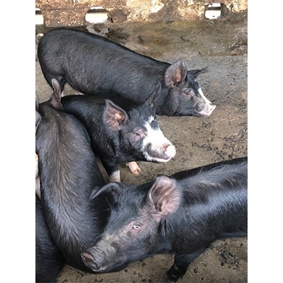 【鹿児島県奄美大島産】黒豚肩ロース(とんかつ用)1kg