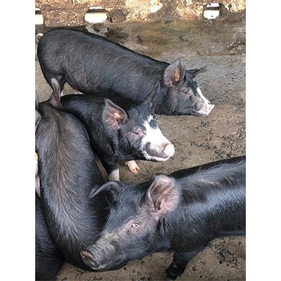 【鹿児島県奄美大島産】「塩豚」 1kg(500g×2)