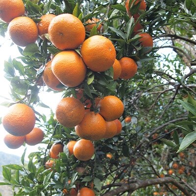 【高地栽培】産地直送　甘い奄美たんかん　約5kg