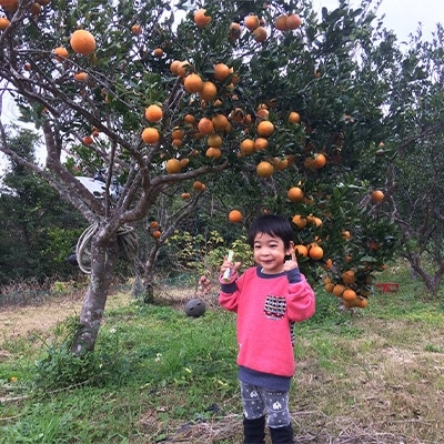 【高地栽培】産地直送　甘い奄美たんかん　約5kg
