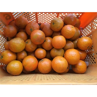 【高地栽培】産地直送　甘い奄美たんかん　約5kg