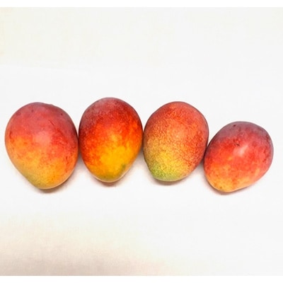奄美完熟マンゴー1.3kg(5~6玉)訳あり
