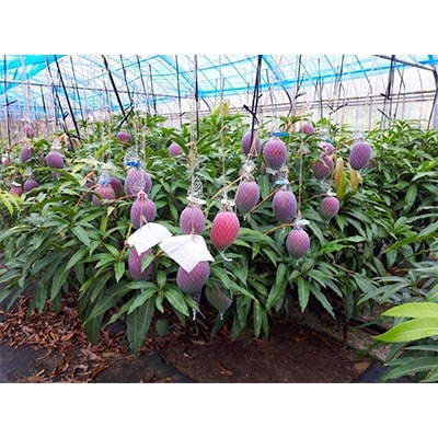 奄美完熟マンゴー1.3kg(5~6玉)訳あり