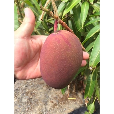 奄美完熟マンゴー1kg(2~3玉)