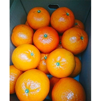 市場直送!たんかん　約5kg