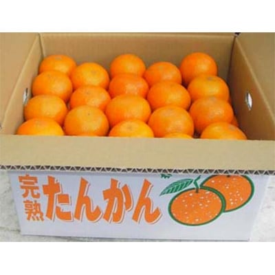 市場直送!たんかん　約5kg