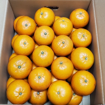 奄美タンカン優品 5kg(2L～Mサイズ)