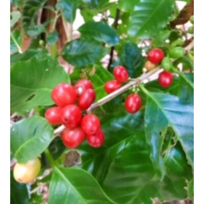自家焙煎【てるまに珈琲】　スペシャルブレンドコーヒーギフトセット80g×2【豆】