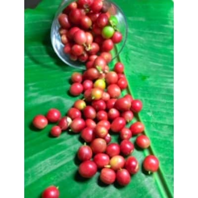 自家焙煎【てるまに珈琲】スペシャルブレンドコーヒー&珈琲花茶ギフトセット