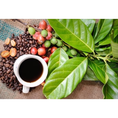 自家焙煎【てるまに珈琲】スペシャルブレンドコーヒー&珈琲花茶ギフトセット