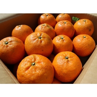 奄美産・美味タンカン良品自家用5kg