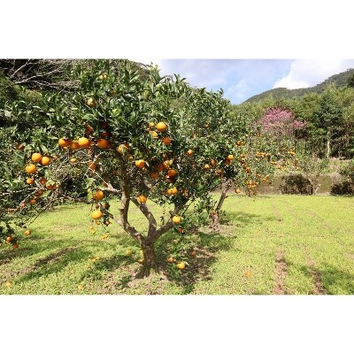 奄美産・美味タンカン良品自家用10kg
