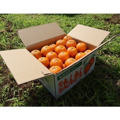 奄美産・美味タンカン良品自家用10kg