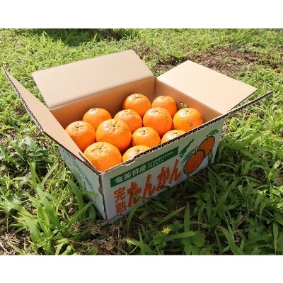 奄美産・美味タンカン優品5kg(贈答可)