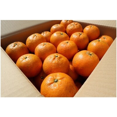 奄美産・美味タンカン優品10kg(贈答可)