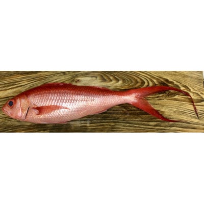 高級魚「ハマダイ(オナガ)」切り身500g(甘塩) 小分け真空パック