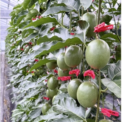 【情熱のタマ】島の恵み 奄美パッションフルーツ1.5kg (18玉前後)