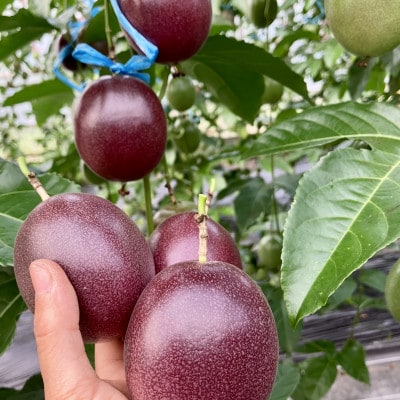 【情熱のタマ】島の恵み 奄美パッションフルーツ3.5kg (45玉前後)