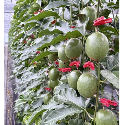 【情熱のタマ】島の恵み 奄美パッションフルーツ3.5kg (45玉前後)