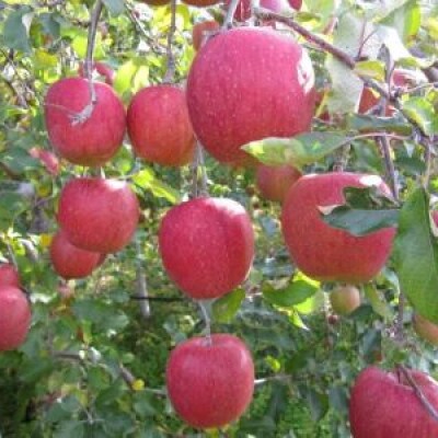 長野県青木村産りんご(サンふじ)1箱(5kg)