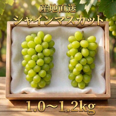 長野県青木村産シャインマスカット(約1.0～1.2kg)