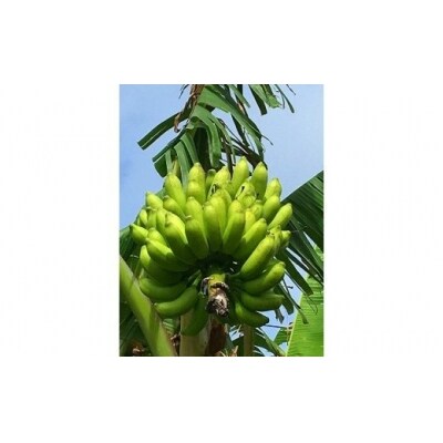 沖永良部島の懐かしの味 島バナナ 3 お礼品詳細 ふるさと納税なら さとふる