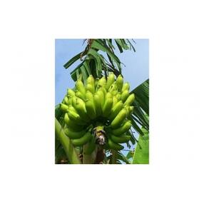 鹿児島県和泊町のお礼品 返礼品一覧 ふるさと納税サイト さとふる