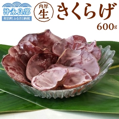 【産地直送】栽培期間中農薬不使用「沖永良部島産肉厚生きくらげ600グラム」