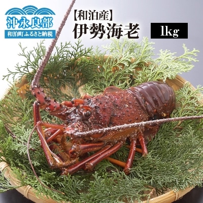 【漁師直送】活き〆冷凍　天然伊勢海老1キロ(3～4尾)