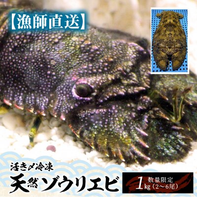 漁師直送 活き〆冷凍 天然ゾウリエビ1キロ 2 6尾 数量限定 お礼品詳細 ふるさと納税なら さとふる
