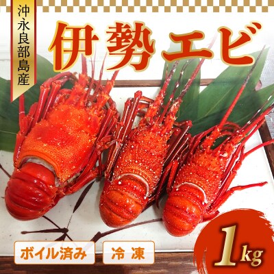 ボイル済み　伊勢エビ冷凍　1キロ