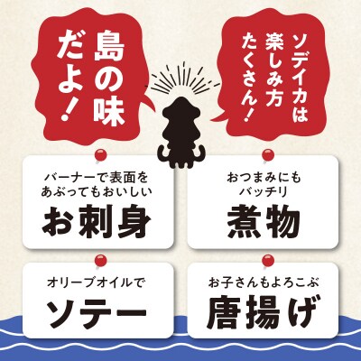 冷凍保存OK!エメラルドブルーの美しい海で育ったおいしいソデイカ冷凍ブロック約1.5キロ　5～6人前