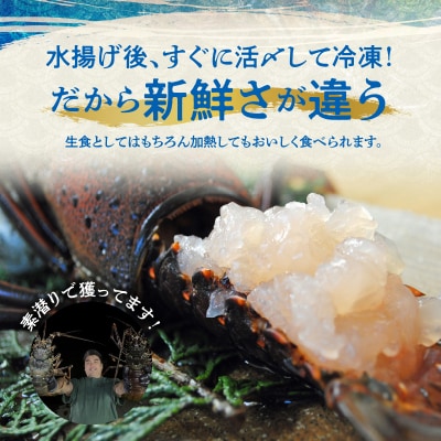 エメラルドブルーの美しい海で獲れた天然伊勢海老500グラム(1～2尾)