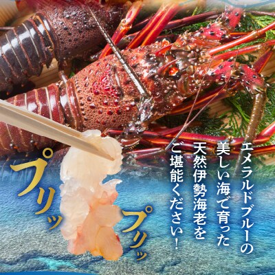 エメラルドブルーの美しい海で獲れた天然伊勢海老500グラム(1～2尾)